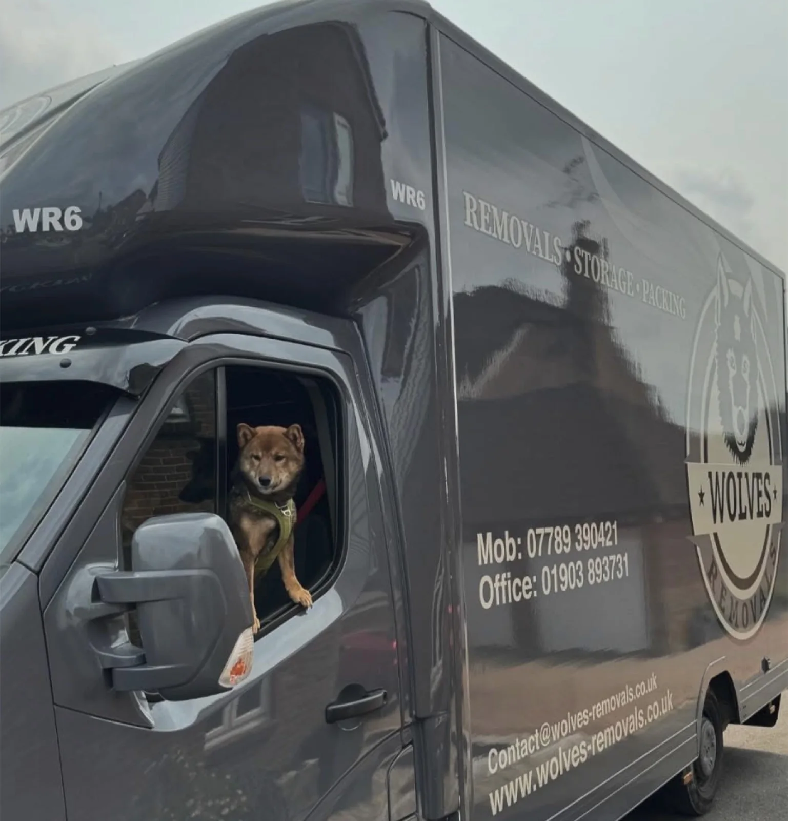 The Wolves Removals dog looking out of a branded removal van window
