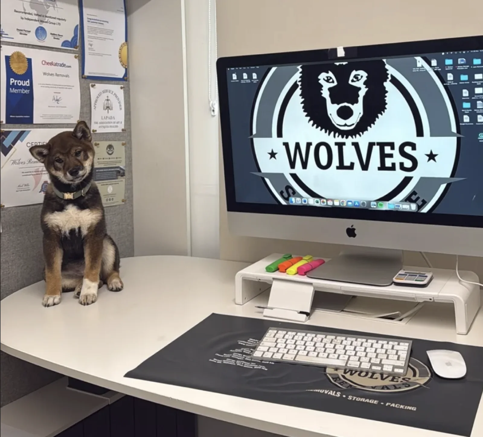 The Wolves Removals office puppy sitting on a desk beside the computer