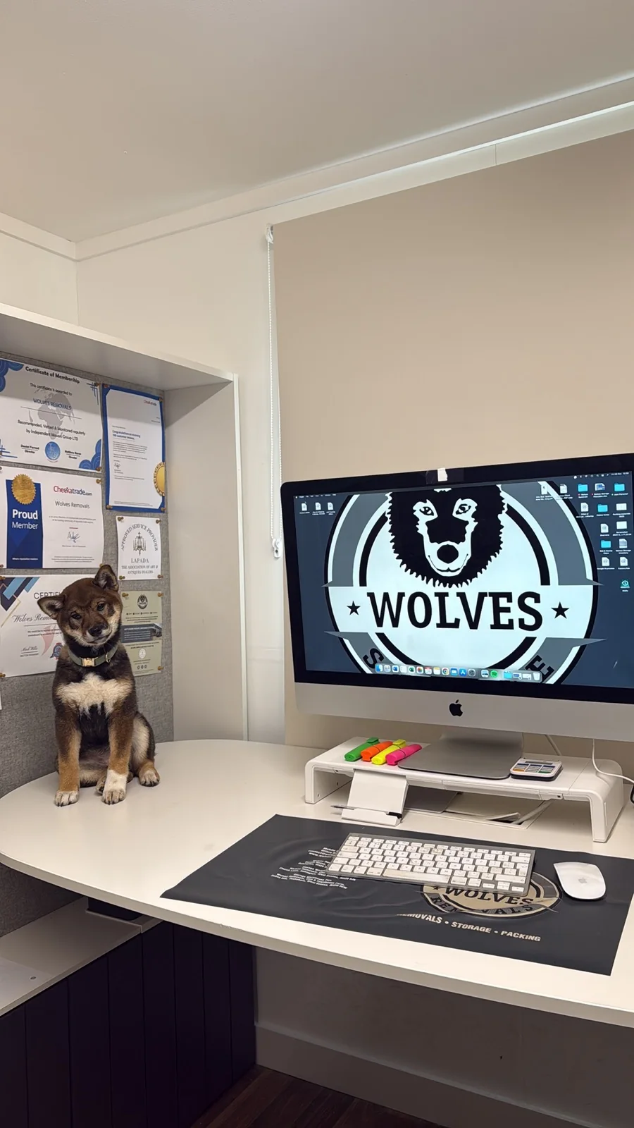 The Wolves Removals office dog beside the team’s LAPADA and Checkatrade certificates